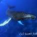 whale_humpback_sb_h_1134_dom1141.jpg